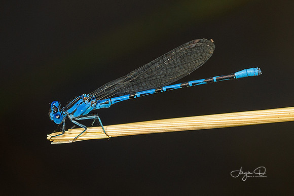 Damselfly 1