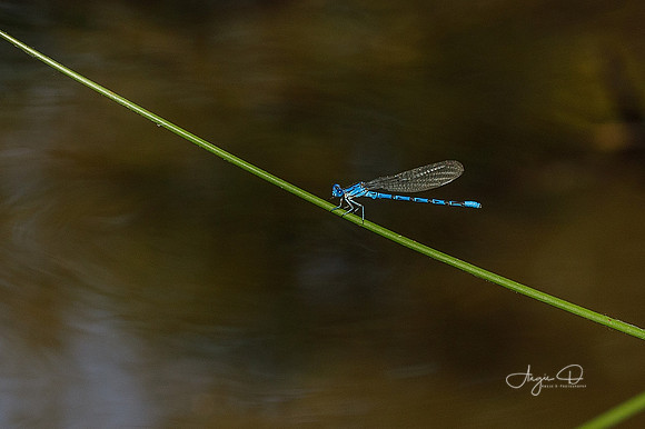 Damselfly 2