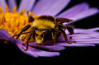 Yellow Faced Bumblebee