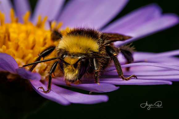 Yellow Faced Bumblebee