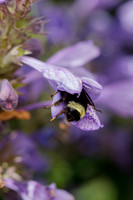 Bumblebee sleeping