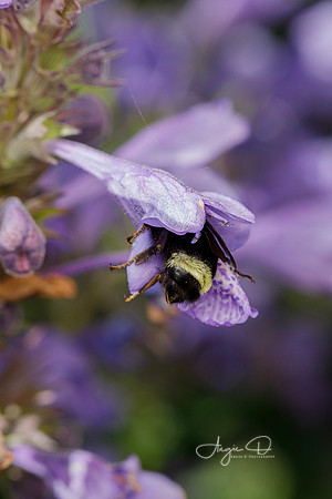 Bumblebee sleeping