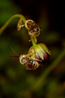 Sleeping Longhorn Bees