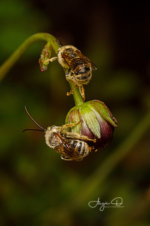 Sleeping Longhorn Bees