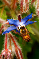 Honeybee on Starflower