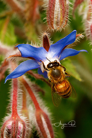 Honeybee on Starflower