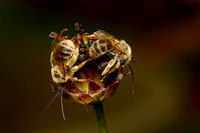 Sleeping Longhorn Bees