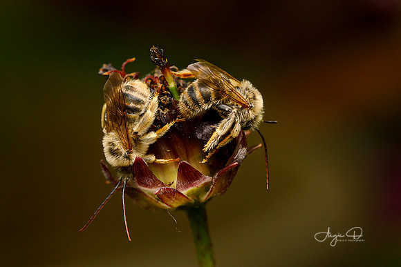 Sleeping Longhorn Bees