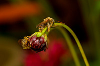 Sleeping Longhorn Bees