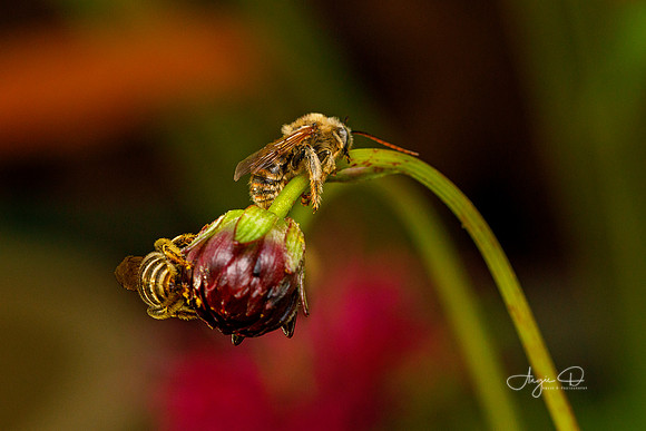 Sleeping Longhorn Bees
