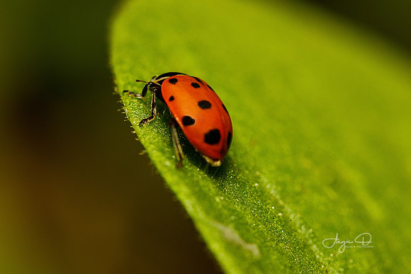 Ladybug 6
