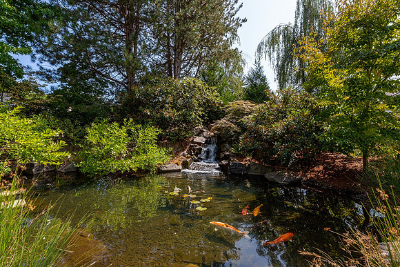 Charbonneau Pond and fish