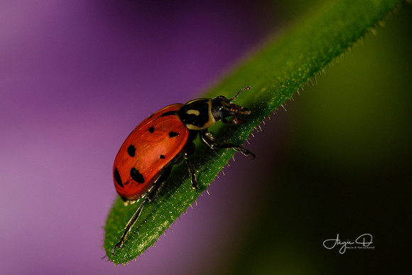 Ladybug 8