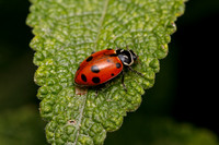 Ladybug 16