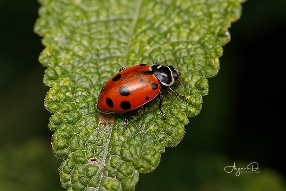 Ladybug 16