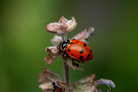Ladybug 15