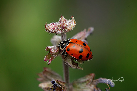 Ladybug 15