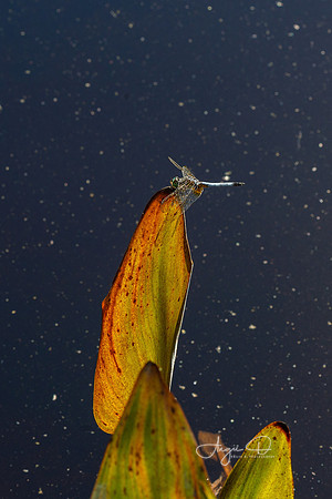 Dragonfly