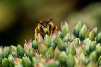 Wool Carder Bee