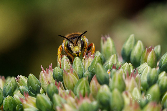 Wool Carder Bee