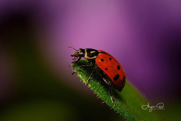 Ladybug 7