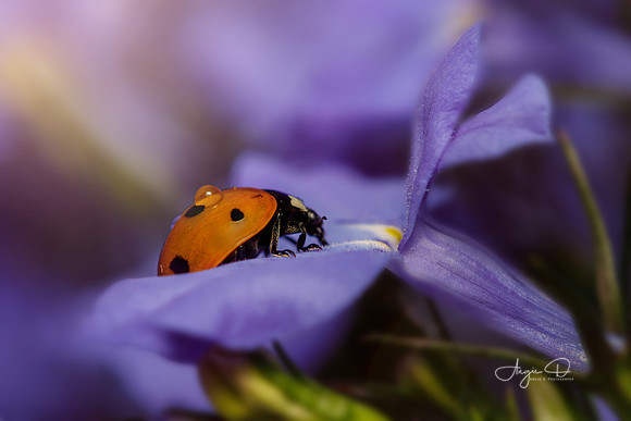 Lady Lobelia