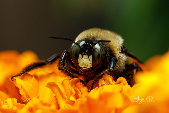 Carpenter Bee