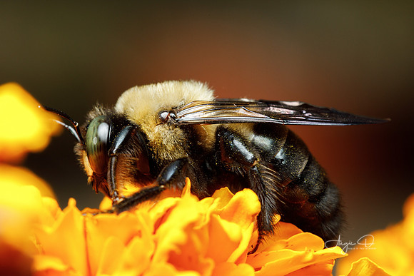 Carpenter Bee on Flower