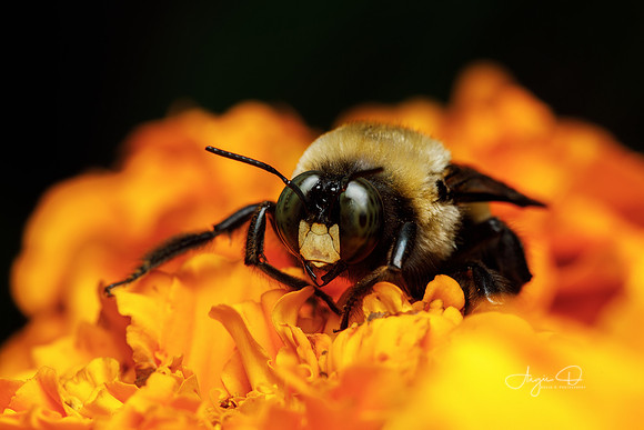 Alabama Carpenter Bee