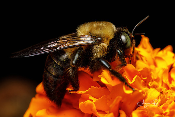 Carpenter Bee on Marigold