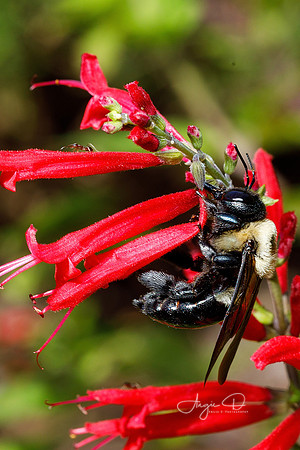 Carpenter Bee Conversing with an Ant