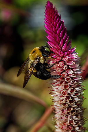 Carpenter Bee at the Huntsville Botanical Garden