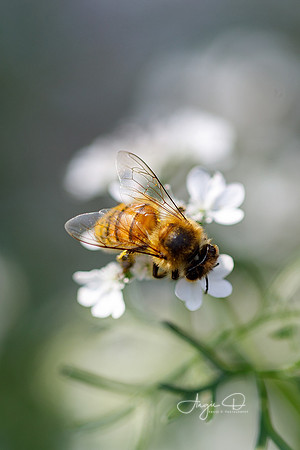 Bee 3