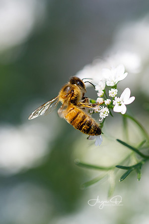 Bee 5