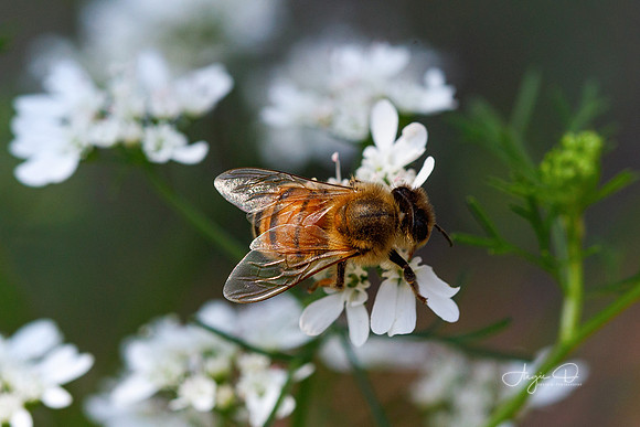 Bee 6