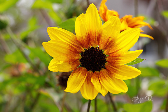 Black Eyed Susan