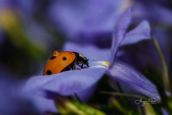 Ladybug close-up on Lobelia