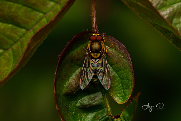 Hover Fly on a leaf